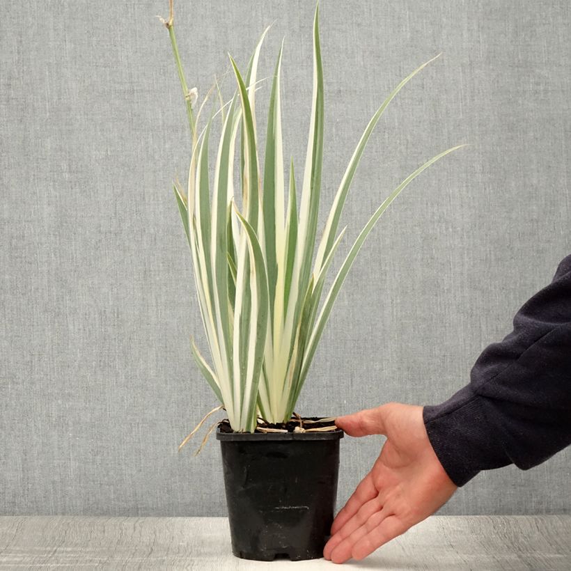Esemplare di Iris pallida Variegata - Giaggiolo pallido Vaso da 1,5L/2L consegnato in estate