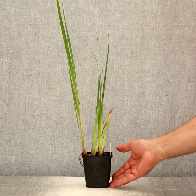 Esemplare di Iris pseudacorus Creme de la Creme - Giaggiolo acquatico Vasetto da 8/9 cm consegnato in estate