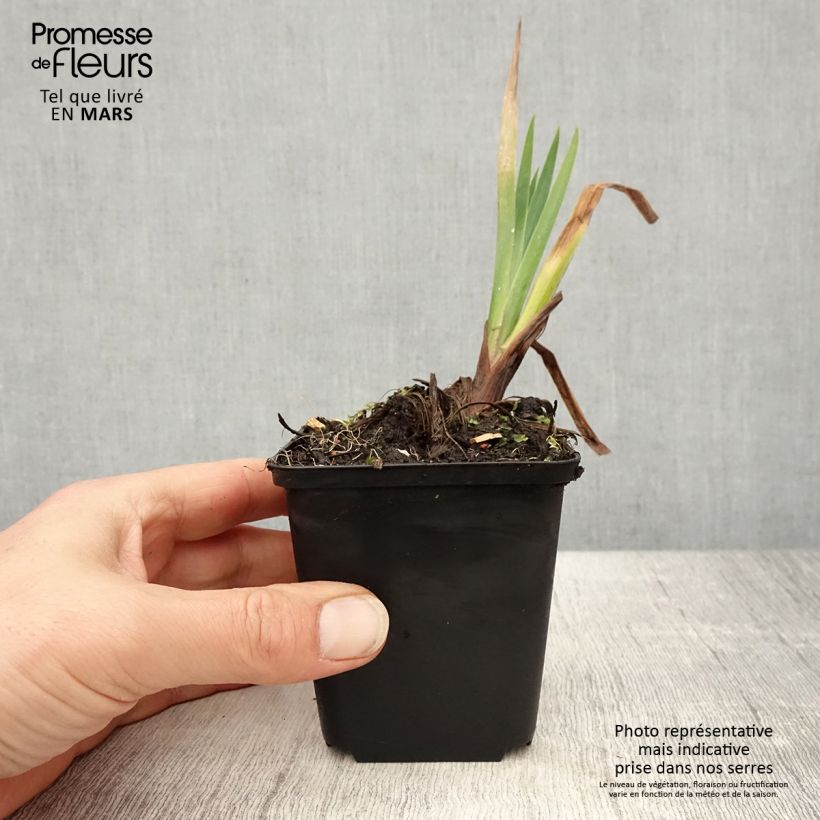 Iris pseudacorus Plena - Giaggiolo acquatico Vasetto da 8/9 cm esemplare consegnato in primavera