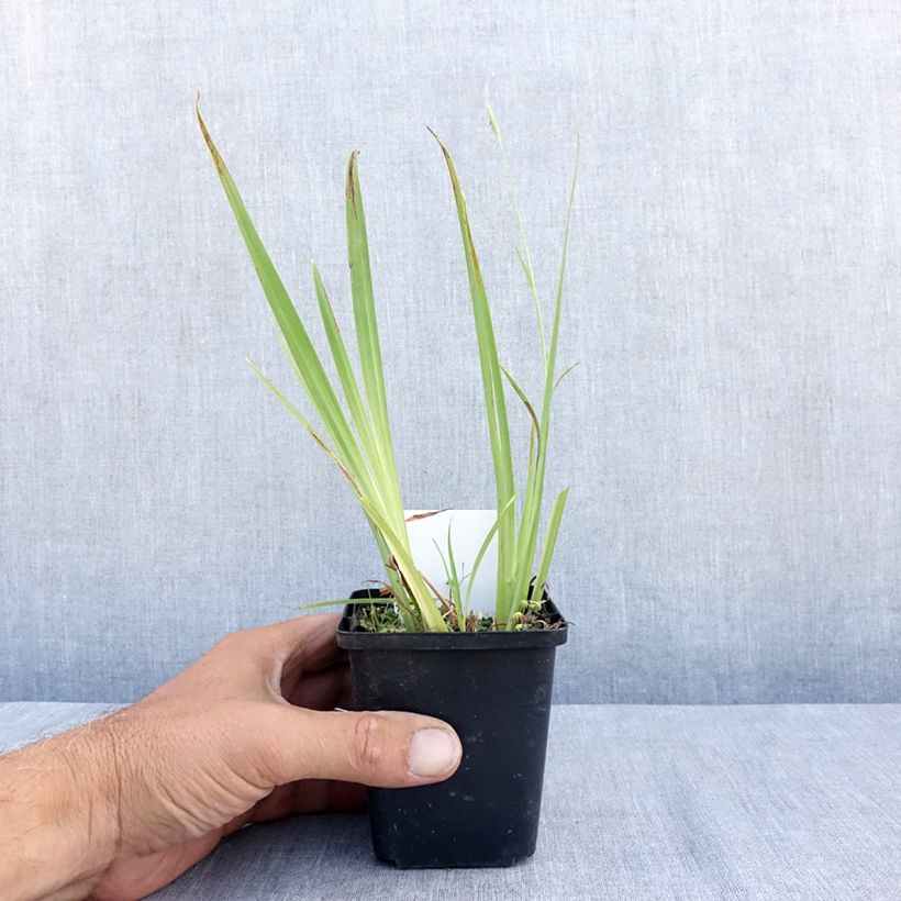 Esemplare di Iris pseudacorus Plena - Giaggiolo acquatico Vasetto da 8/9 cm consegnato in estate