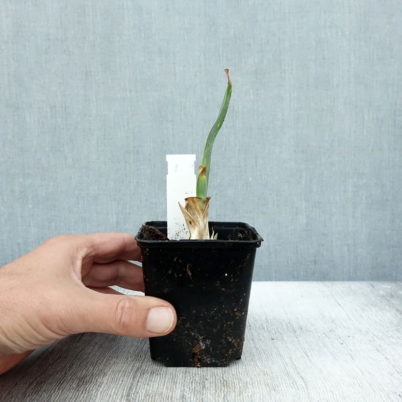 Esemplare di Iris pumila Brannigan - Giaggiolo Vasetto da 8/9 cm come consegnato in autunno
