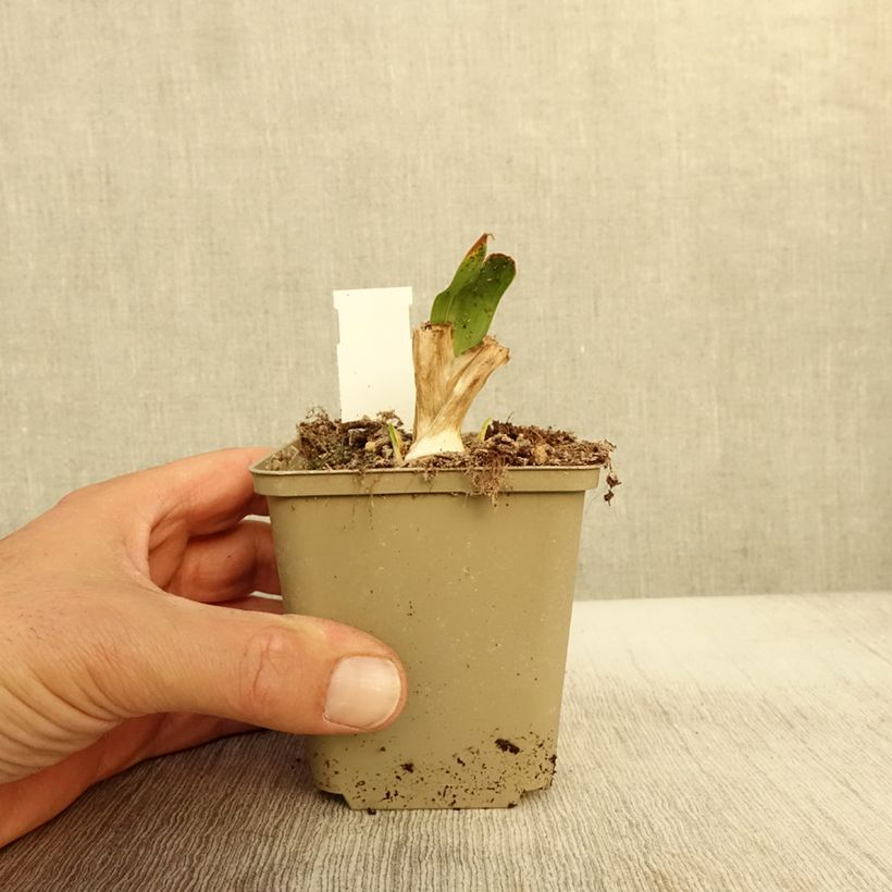 Esemplare di Iris pumila Brassie - Giaggiolo Vasetto da 8/9 cm come consegnato in autunno