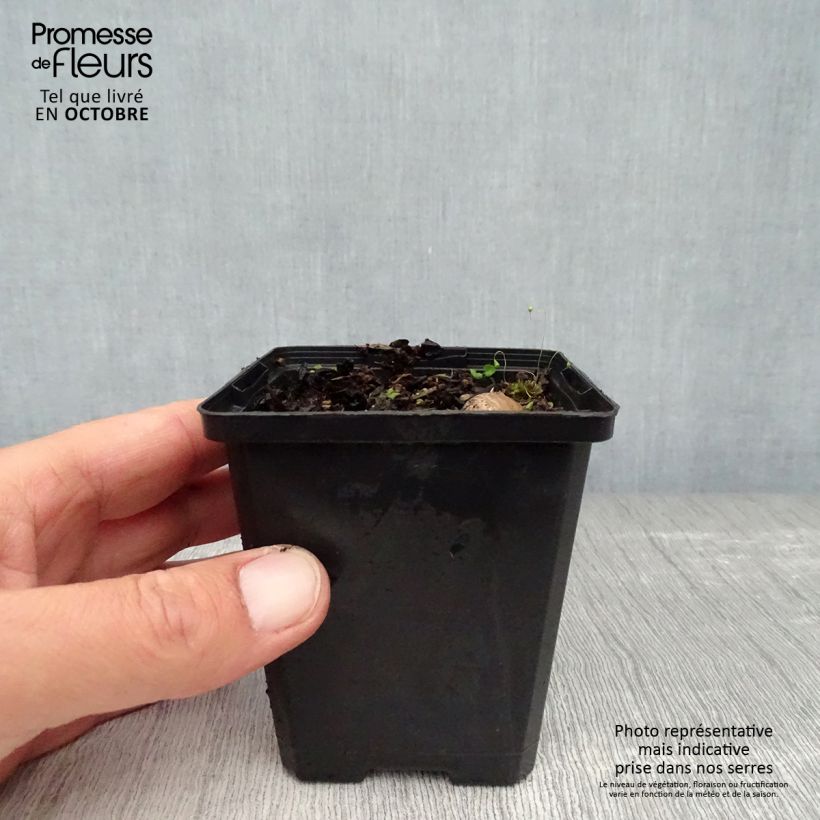 Esemplare di Iris pumila Bright White - Giaggiolo Vasetto da 8/9 cm come consegnato in autunno