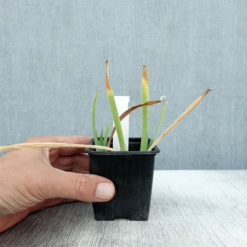 Esemplare di Iris pumila Crispy - Giaggiolo Vasetto da 8/9 cm come consegnato in autunno