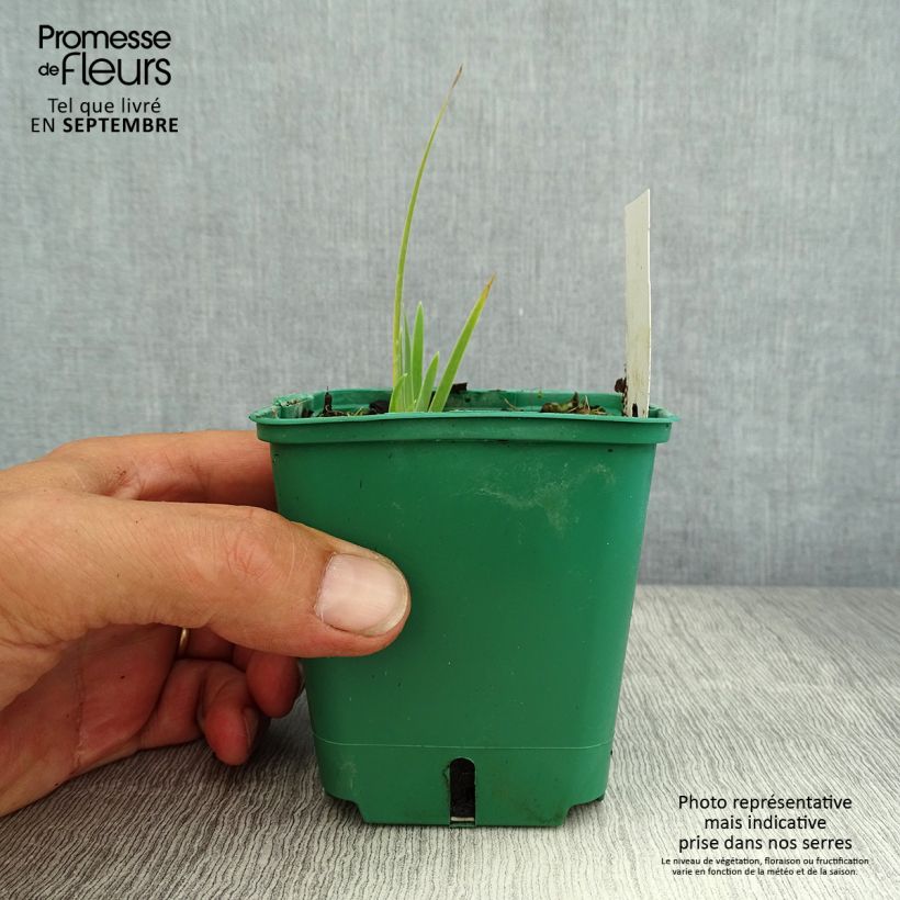 Esemplare di Iris pumila Yellow - Giaggiolo Vasetto da 8/9 cm consegnato in estate