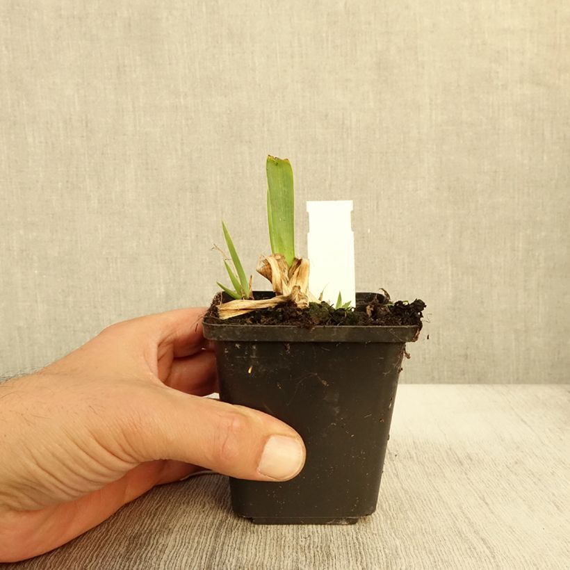 Esemplare di Iris pumila Volts - Giaggiolo Vasetto da 8/9 cm come consegnato in autunno