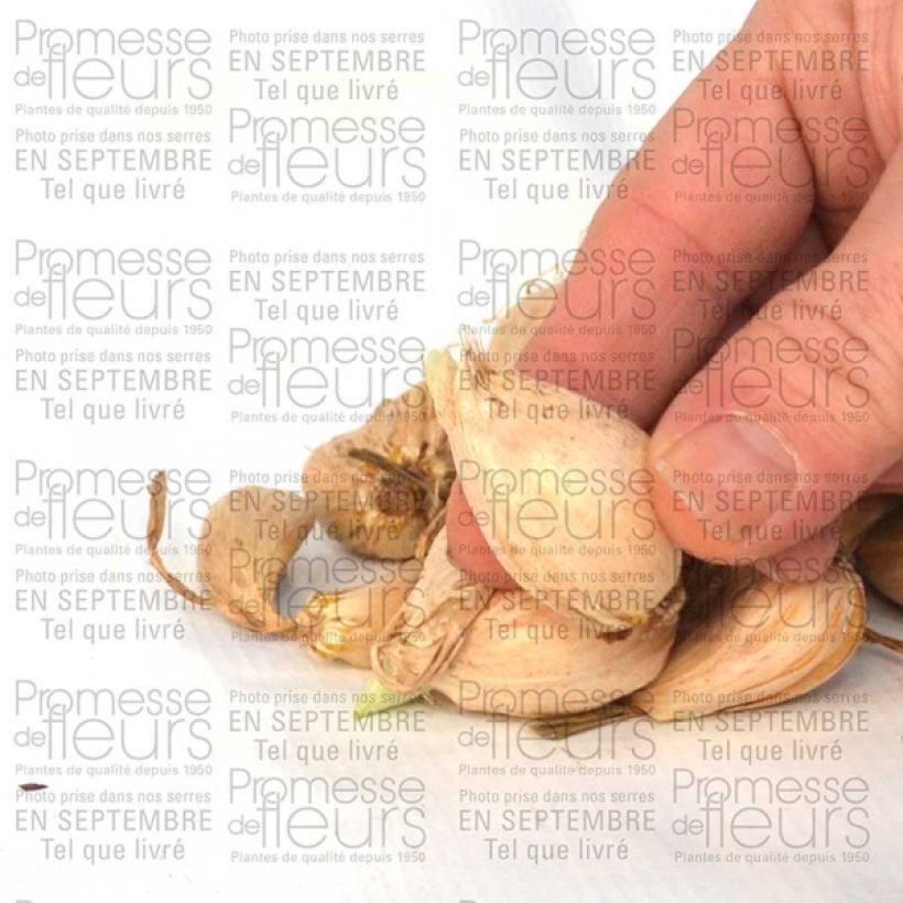 Esempio di esemplare Iris reticulata Katharina Hodgkin - Giaggiolo Bulbo taglia 6+ come consegnato