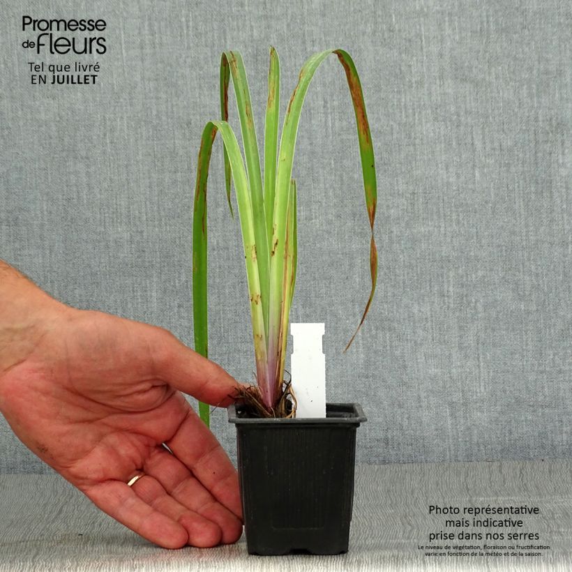 Esemplare di Iris robusta Dark Aura - Giaggiolo Vasetto da 8/9 cm consegnato in estate