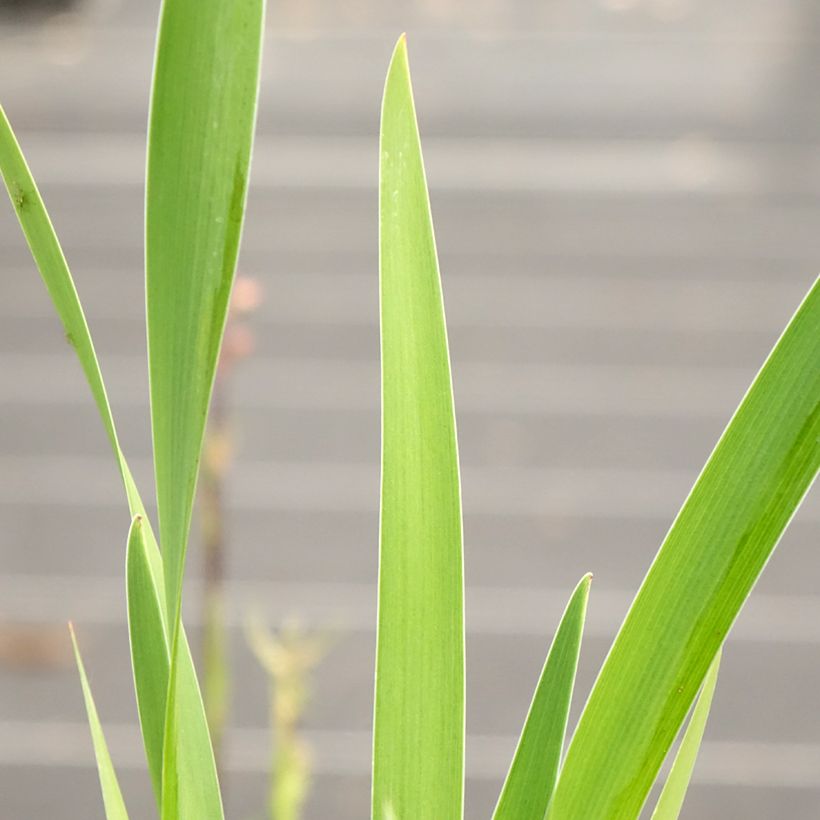 Iris robusta Dark Aura - Giaggiolo (Fogliame)