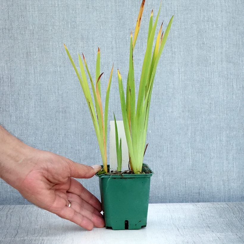 Esemplare di Iris sibirica Ruffled Velvet - Giaggiolo siberiano Vasetto da 8/9 cm consegnato in estate