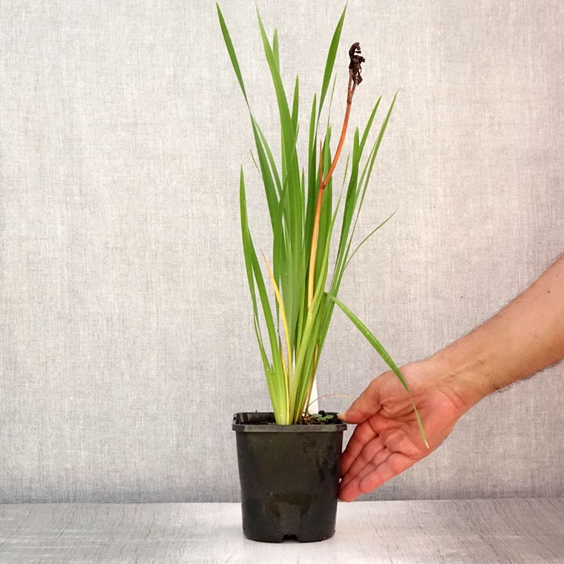 Esemplare di Iris sibirica Bundle of Joy - Giaggiolo siberiano Vaso da 1,5L/2L consegnato in estate