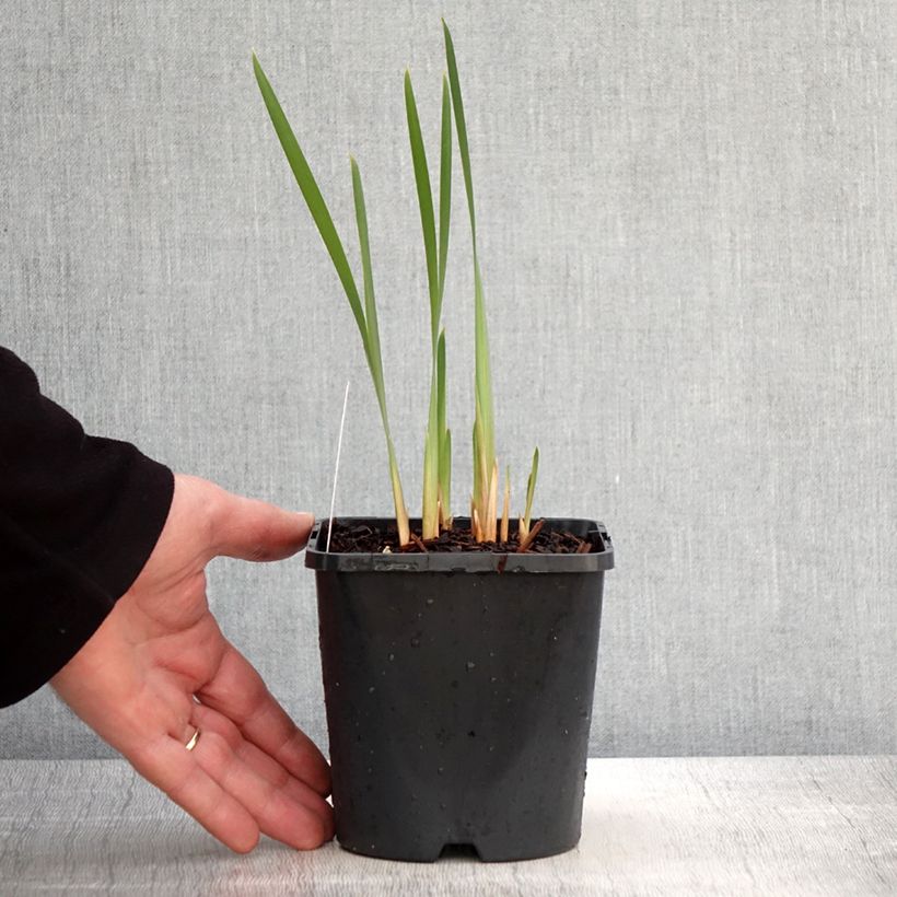 Iris sibirica Concord Crush - Giaggiolo siberiano Vaso da 1,5L/2L esemplare consegnato in primavera