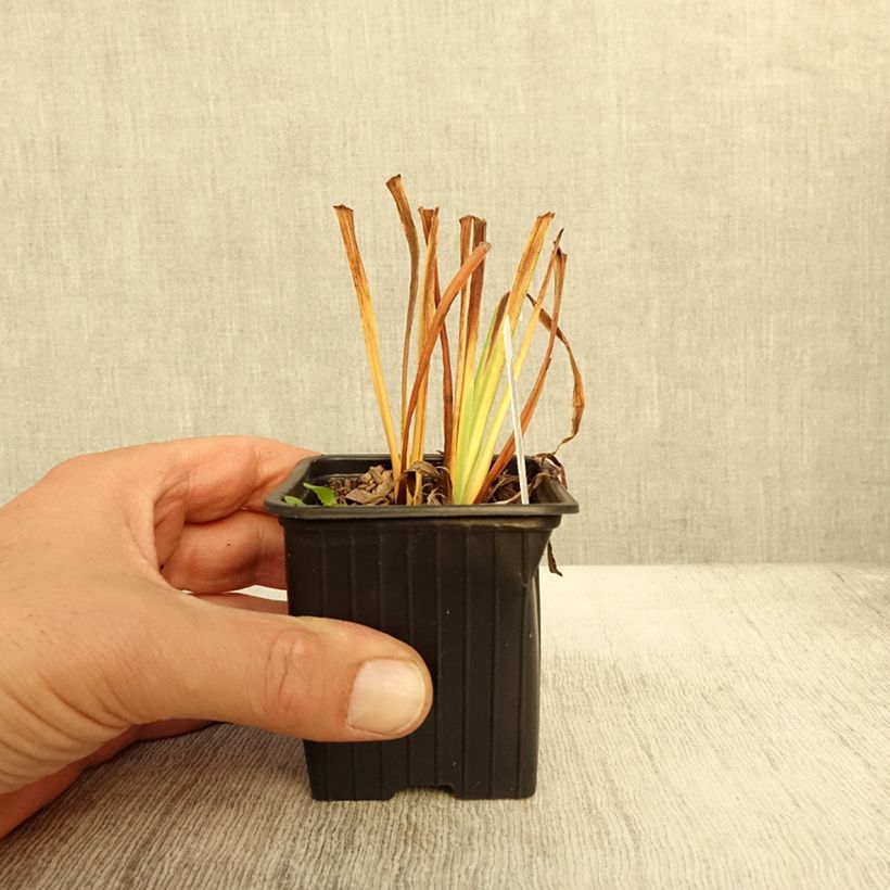 Esemplare di Iris sibirica Cool Spring - Giaggiolo siberiano Vasetto da 8/9 cm come consegnato in autunno