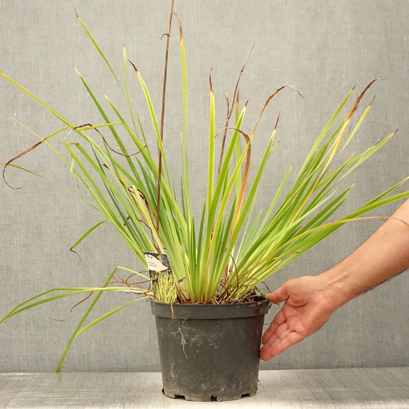 Esemplare di Iris sibirica Fran's gold - Giaggiolo siberiano Vaso da 2L/3L consegnato in estate