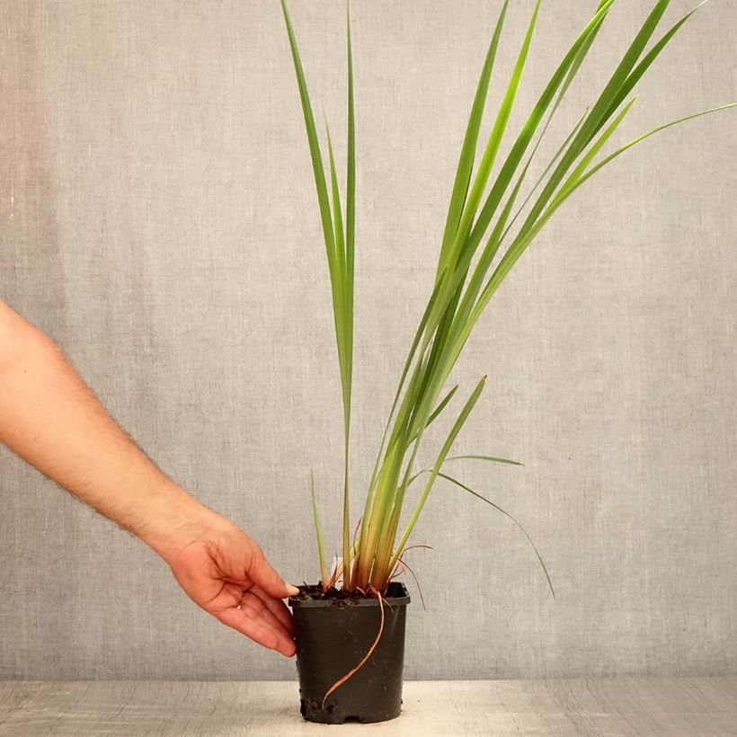 Esemplare di Iris sibirica Imperial Opal - Giaggiolo siberiano Vaso da 1,5L/2L consegnato in estate