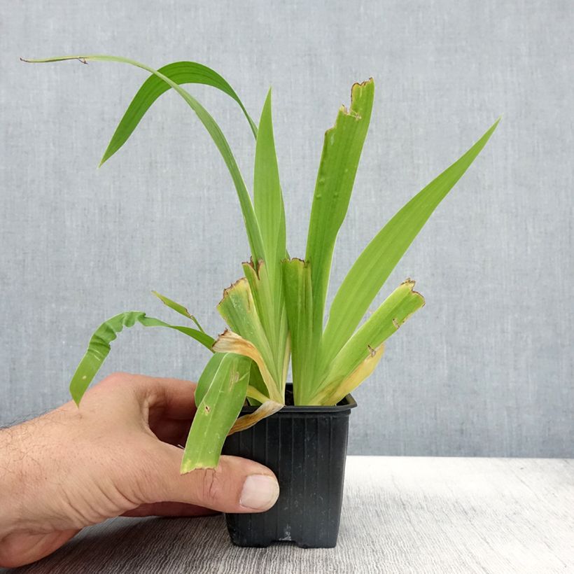 Esemplare di Iris tectorum - Giaggiolo dei tetti Vasetto da 8/9 cm come consegnato in autunno
