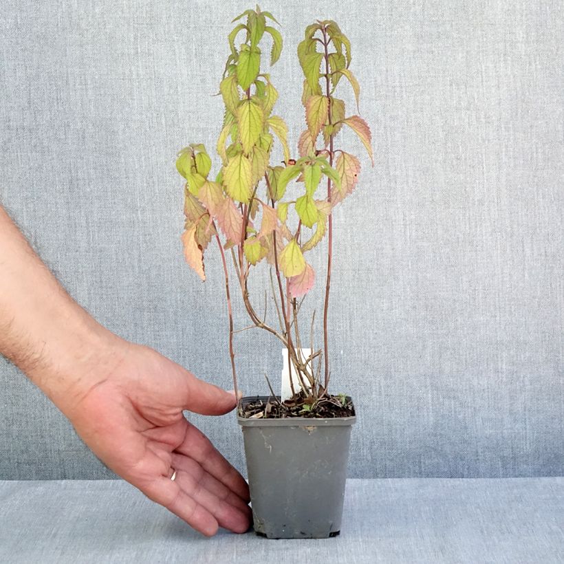Esemplare di Isodon effusus Vasetto da 8/9 cm consegnato in estate