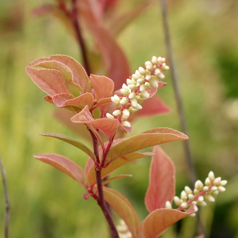 Itea virginica Henry's Garnet (Fioritura)