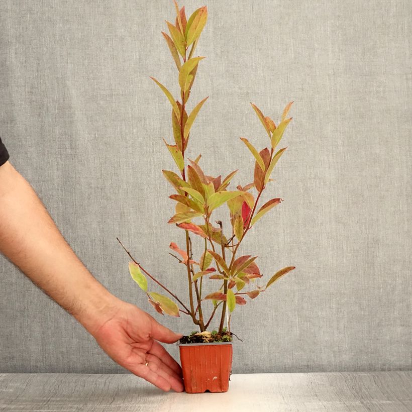 Esemplare di Itea virginica Henry's Garnet Vasetto da 8/9 cm consegnato in estate