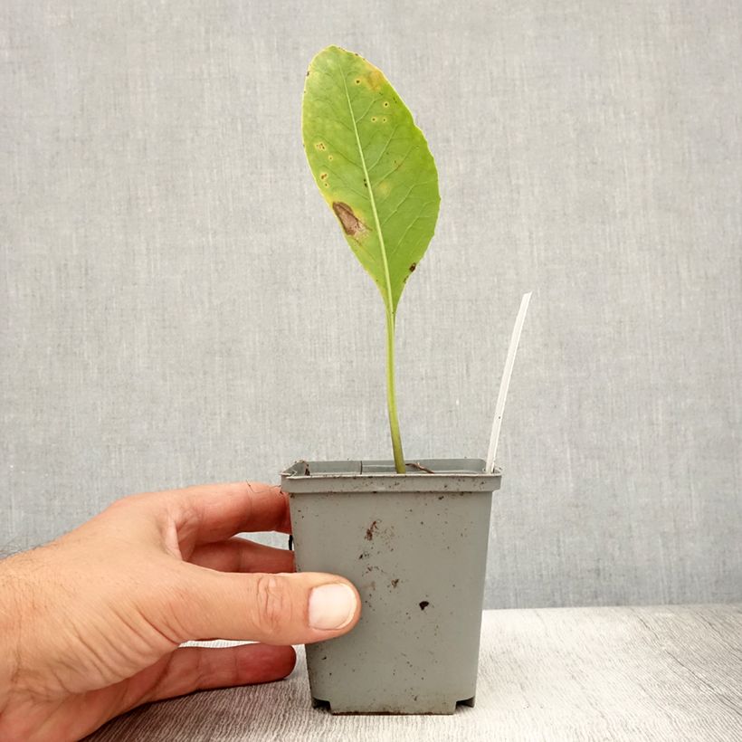 Esemplare di Jaborosa integrifolia - Mandragora a foglia intera Vasetto da 8/9 cm consegnato in estate