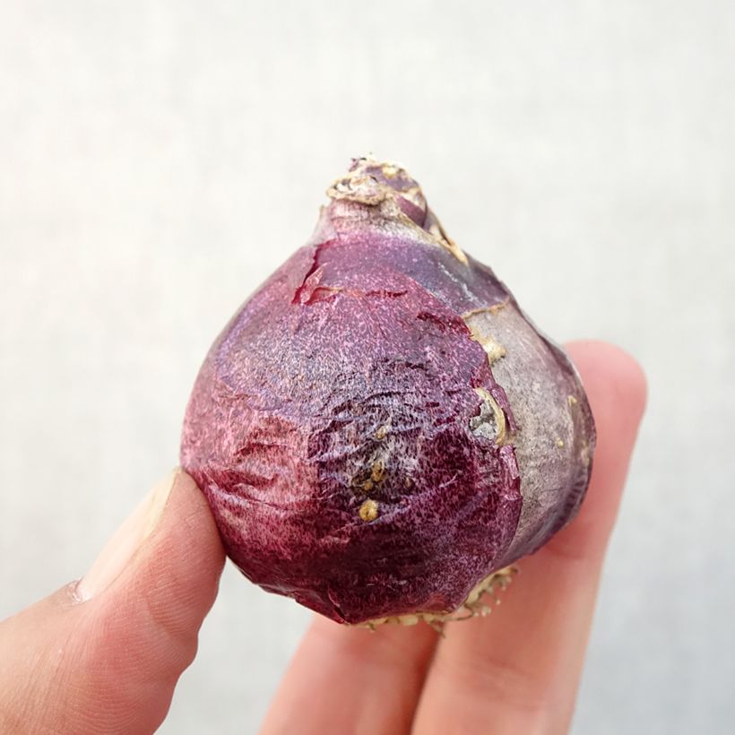 Esemplare di Giacinto Splendid Cornélia - Hyacinthus Bulbo taglia 18+ come consegnato in autunno