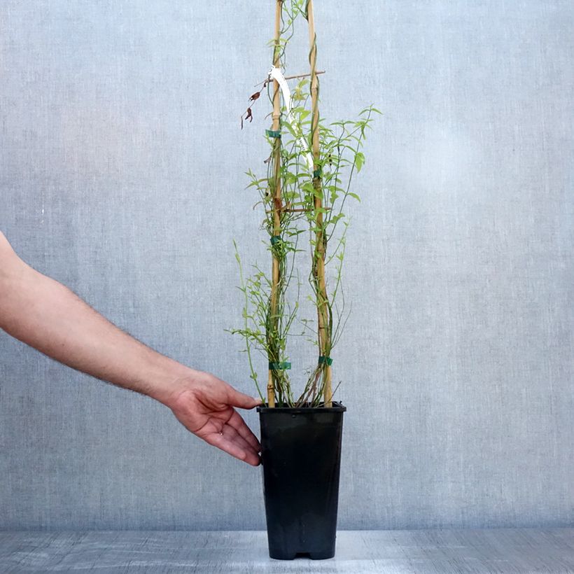 Esemplare di Jasminum beesianum - Gelsomino rosa Vaso da 2L/3L consegnato in estate
