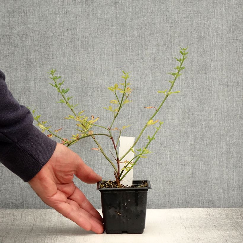 Esemplare di Jasminum nudiflorum - Gelsomino d'inverno Vasetto da 8/9 cm consegnato in estate