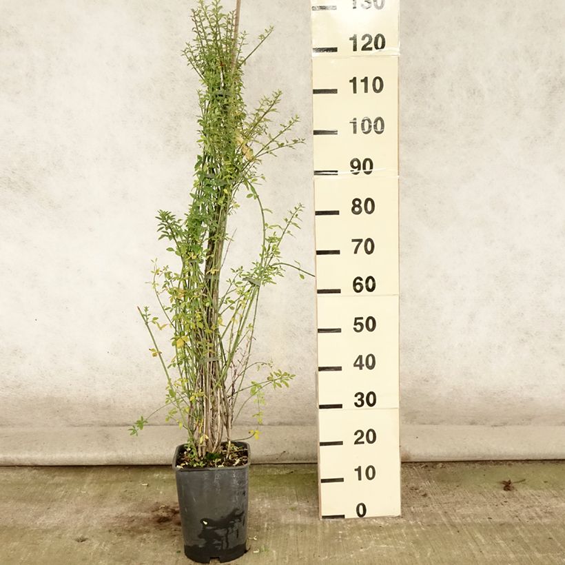 Esemplare di Jasminum nudiflorum - Gelsomino d'inverno Vaso da 6L/7L consegnato in estate