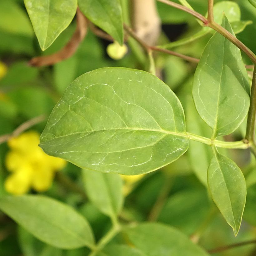Jasminum humile Revolutum - Gelsomino (Fogliame)