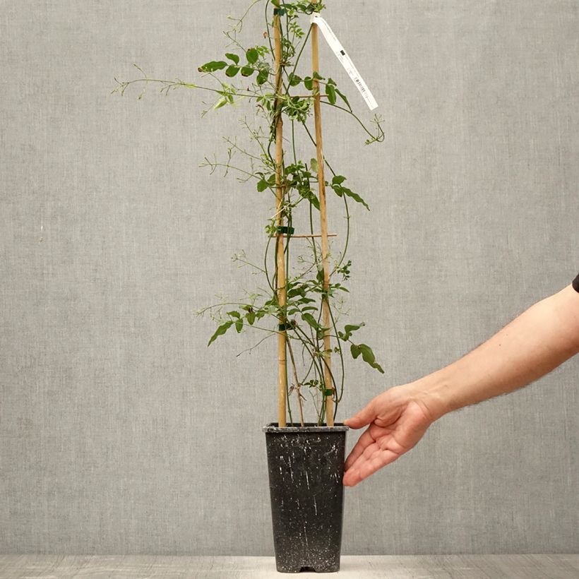 Esemplare di Jasminum polyanthum - Gelsomino marzolino Vaso da 2L/3L consegnato in estate