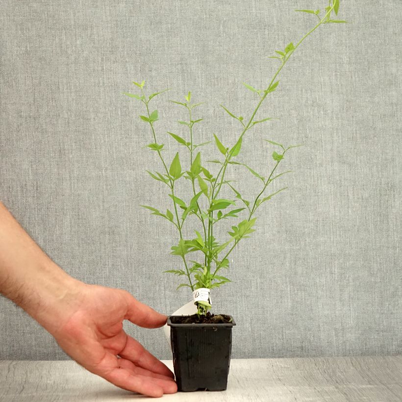 Esemplare di Jasminum stephanense - Gelsomino Vasetto da 8/9 cm consegnato in estate