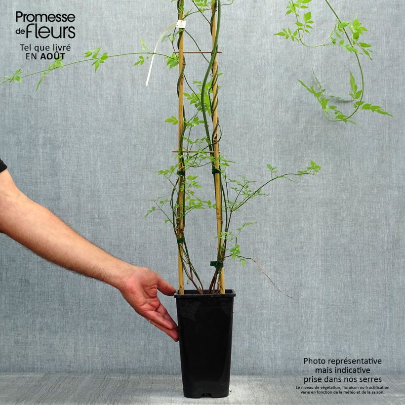 Esemplare di Jasminum officinalis Affinis - Gelsomino comune Vaso da 1,5L/2L consegnato in estate