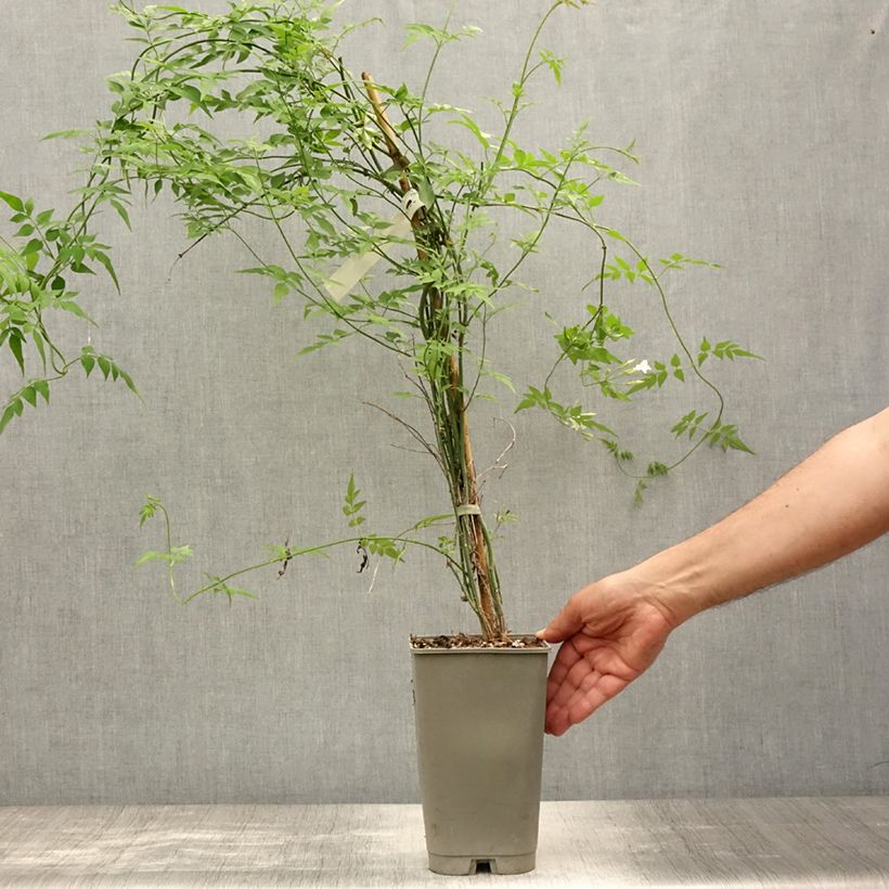 Esemplare di Jasminum officinalis Affinis - Gelsomino comune Vaso da 3L/4L consegnato in estate