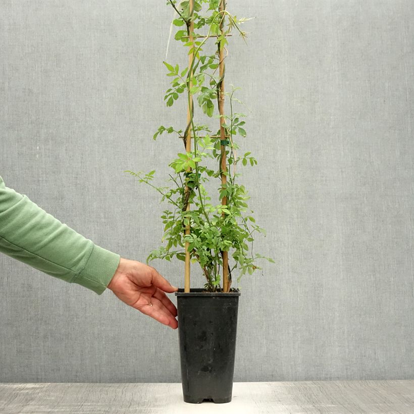 Esemplare di Jasminum officinale - Gelsomino comune Vaso da 2L/3L consegnato in estate