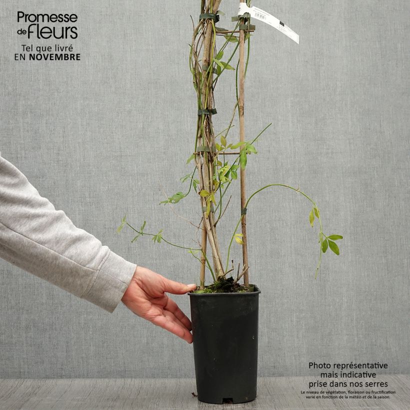 Esemplare di Jasminum mesnyi - Gelsomino di Mesny Vaso da 2L/3L come consegnato in autunno