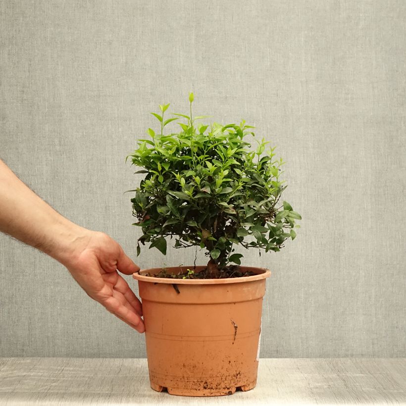 Esemplare di Jasminum multipartitum - Gelsomino di primavera Vaso da 2L/3L consegnato in estate