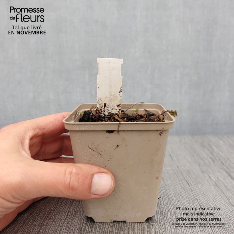 Esemplare di Jeffersonia diphylla Vasetto da 8/9 cm come consegnato in autunno