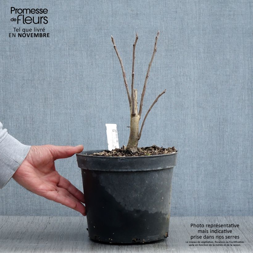 Esemplare di Juglans nigra - Noce nero Vaso da 4L/5L come consegnato in autunno