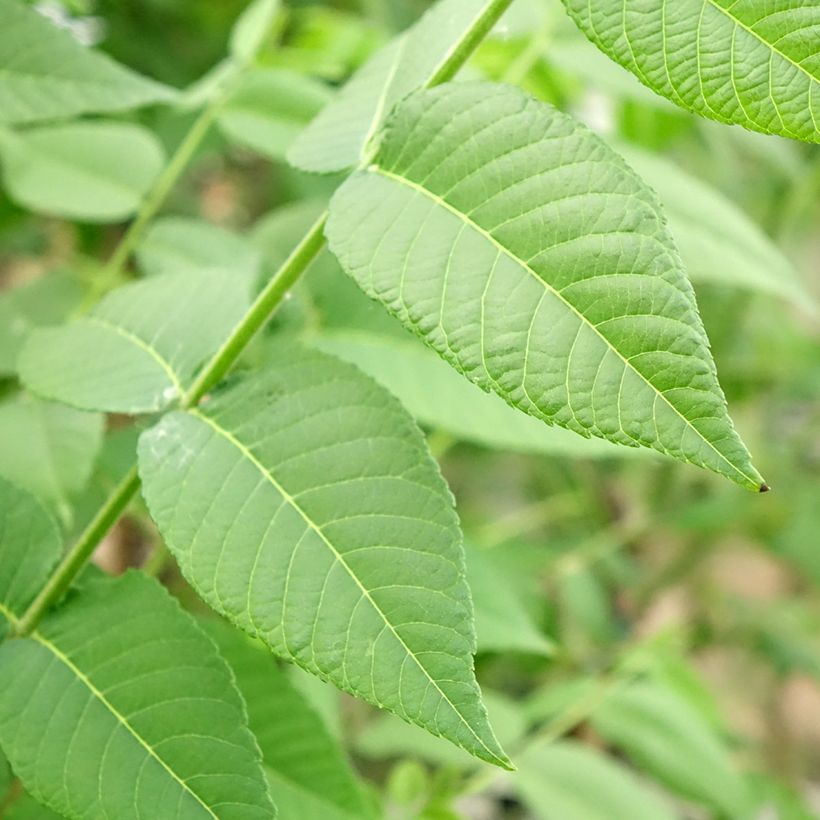 Juglans nigra - Noce nero (Fogliame)