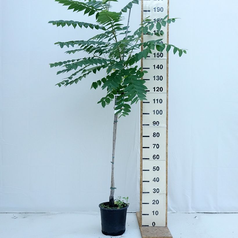 Esemplare di Juglans nigra - Noce nero Vaso da 7,5L/10L consegnato in estate