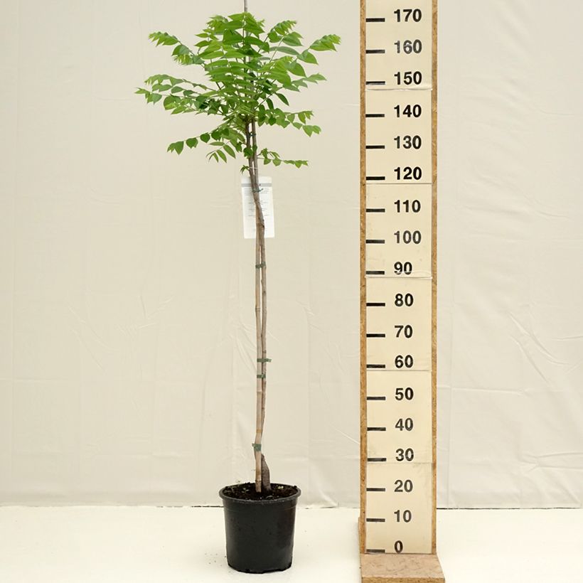 Juglans nigra - Noce nero Vaso da 7,5L/10L esemplare consegnato in primavera