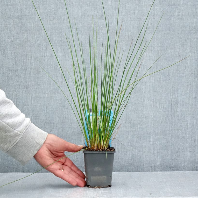Esemplare di Juncus effusus - Giunco comune Vasetto da 8/9 cm consegnato in estate