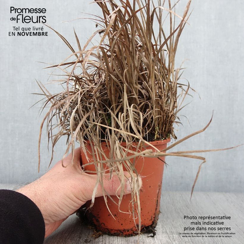 Esemplare di Juncus ensifolius - Giunco a foglie strette Vaso da 1L/1,5L come consegnato in autunno