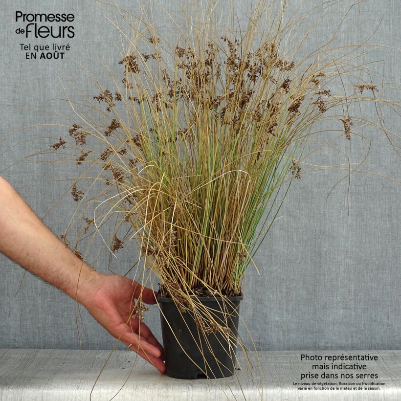 Esemplare di Juncus inflexus Blue Arrows - Giunco tenace Vaso da 2L/3L consegnato in estate