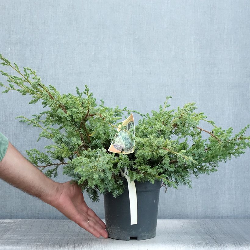 Esemplare di Juniperus chinensis Blue Alps - Ginepro cinese Vaso da 2L/3L consegnato in estate