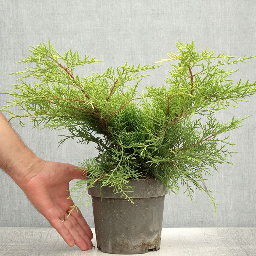 Esemplare di Juniperus pfitzeriana Golden Saucer - Ginepro Vaso da 2L/3L consegnato in estate