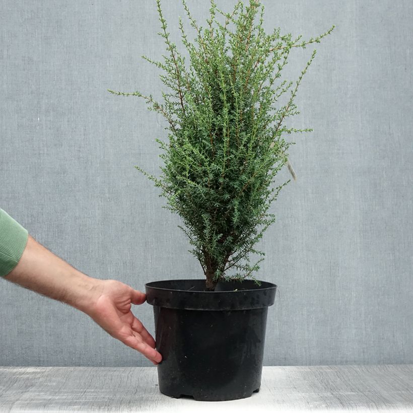 Esemplare di Juniperus communis Arnold - Ginepro comune Vaso da 7,5L/10L consegnato in estate