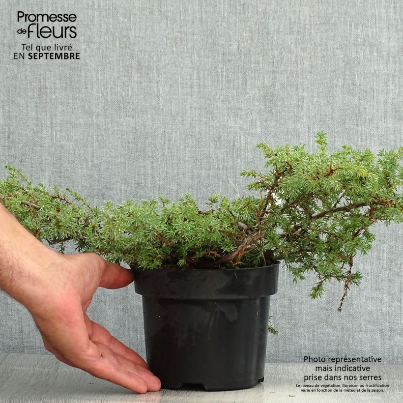Esemplare di Juniperus communis Hornibrookii - Ginepro comune Vaso da 2L/3L consegnato in estate