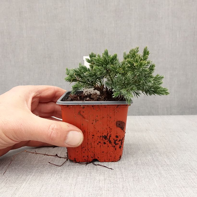 Juniperus squamata Blue Star - Ginepro Vasetto da 8/9 cm esemplare consegnato in inverno