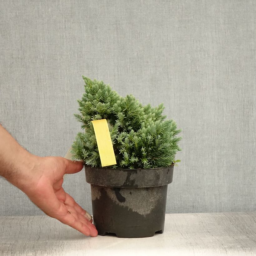 Esemplare di Juniperus squamata Blue Star - Ginepro Vaso da 2L/3L consegnato in estate